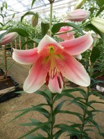 [4372 Okayama ST No02.JPG]